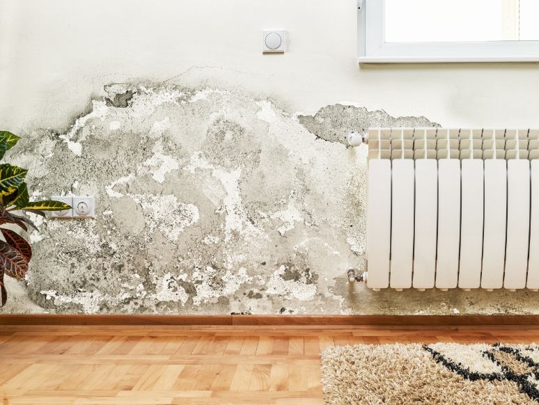 Schimmelflecken an einer weißen Wand